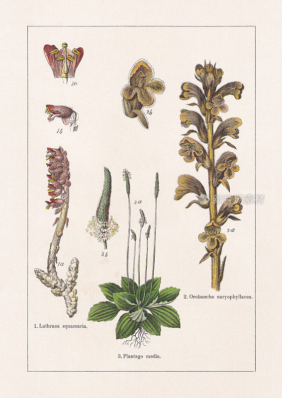 Magnoliids, Asterids, chromolithography，出版于1895年